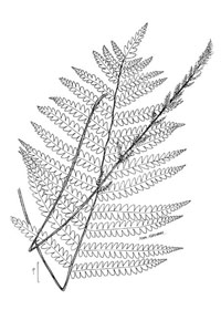drawing of osmunda cinnamomea plant parts